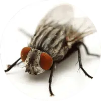 moschecarne