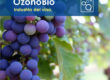 Sanificazioni botti tappi sughero industria del vino